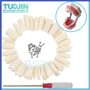 28/32 Зубная модель Typodont, Практика Индивидуальной замены, Совместимый с ввинчивающимся зубом, Учебные принадлежности для стоматологов Nissin